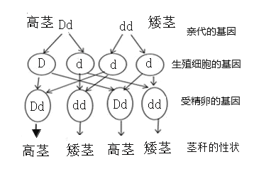[题目]纯种高茎豌豆(DD)与矮茎豌豆(dd)杂交.子代都是高茎.下列说法正确的是( )A.矮茎是显性性状.由显性基因控制B.子代高茎个体的 ...