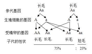 b.由选项a可知,亲代长毛兔的基因组成是aa,aa,遗传图解如下图:a.