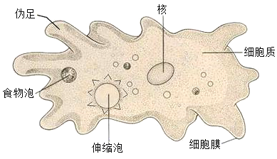 变形虫 结构模式图片