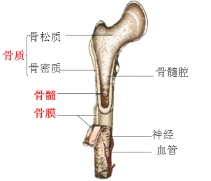 人体外骨骼原理图片