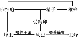 蜂王成长过程图图片