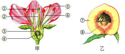 题目如图甲是桃花的结构模式图图乙是桃的果实示意图请分析回答下列