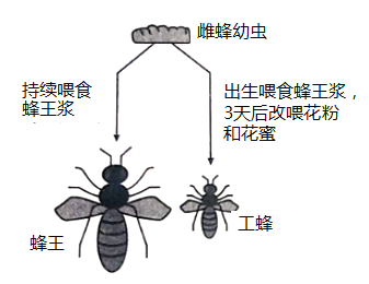 蜂王与工蜂性状的