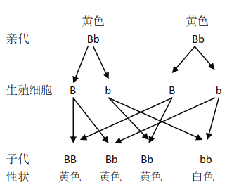 玉米的雌花和雄花图片