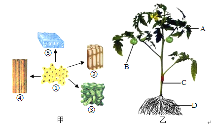 西红柿的组成结构图图片