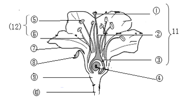 [题目]下图是桃花结构示意图请据图回答: (1)11 由① 