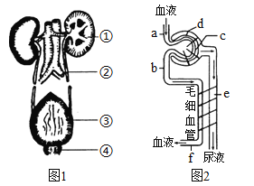 题目下图1为人体泌尿系统的组成示意图图2为尿液形成示意图请据图回答