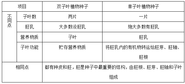 蚕豆的内部结构名称图片