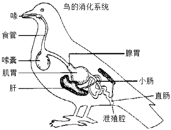 鸟类器官图图片