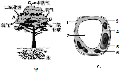 进入植物体内的水分大部分通过过程c散失到外界,该生理过程是