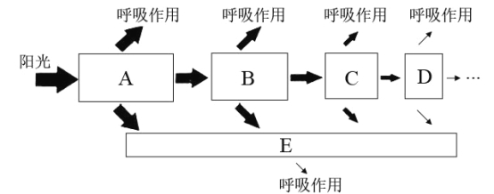 生态系统能量传递图解图片