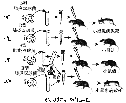 [题目]如图为肺炎双球菌活体转化实验结果图.