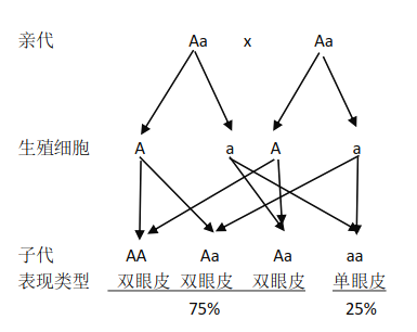 单双眼皮性状系谱图图片