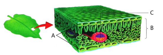 藓类叶片细胞结构图图片
