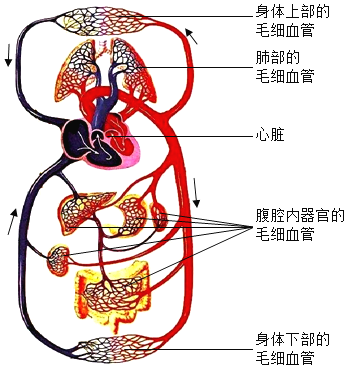 [题目]下图是人体血液循环系统示意图