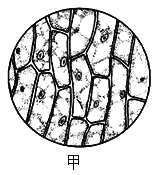 对其结构和功能叙述错误的是)a.甲.乙细胞与细菌细胞相