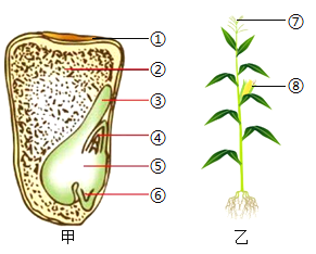 玉米的形态结构图图片